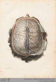 Bourgery Jean Baptiste Marc Jacob Nicolas Henri Hrsg Traite Complet De L Anatomie De L Homme Comprena Anatomie Kunst Medizinische Illustration Anatomie