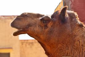 The national research center was established in 1984 by the indian council of agricultural research. Camels In National Research Centre On Camel Bikaner Editorial Stock Image Image Of Indigenous Brown 132695369