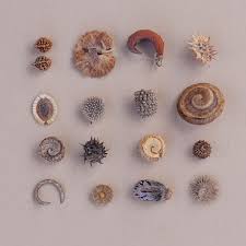 Image result for Crotalaria onobrychis