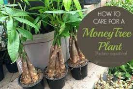How To Make Your Own Succulent Soil With Recipe Money Tree Plant Money Tree Plant Care Trees To Plant