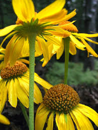 Image result for Pityrogramma aurantiaca