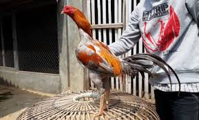 Ayam yang sakit dipisahkan, diberikan obat herbal seperti daun pepaya, gula jawa dan temulawak yang direbus secara terus menerus sampai sehat kembali. Ayam Bangkok Brewok Ayampetarung Com
