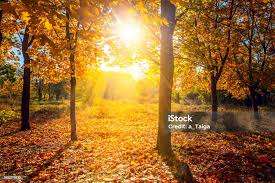 Sunny Autumn Scenery In A Park With The Sun Rays Of Light Through The Mist  And Golden Trees Stock Photo - Download Image Now - iStock