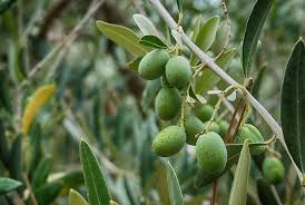Check spelling or type a new query. 9 Manfaat Daun Mangga Air Rebusannya Penuh Khasiat