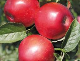 Two varieties are required for successful pollination; Jonamac Adams County Nursery