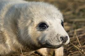 What Big Eyes You Have...