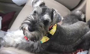 Check spelling or type a new query. Texas Schnauzers Home