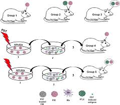 Adverse effects from animal vaccination. Limiting Glioma Development By Photodynamic Therapy Generated Macrophage Vaccine And Allo Stimulation An In Vivo Histological Study In Rats