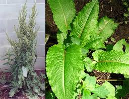 Image result for Rumex crispus