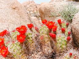 Maybe you would like to learn more about one of these? Day Trip To Joshua Tree A 24 Hour Itinerary Periodic Adventures
