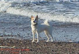 Die hunderasse norrbottenspitz ist familientauglich und lebhaft. Norwegischer Lundehund Norwegischer Schwarzer Elchhund Reni Bonow Posts Facebook