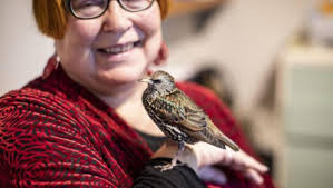 Starling of the show ready for debut with choir