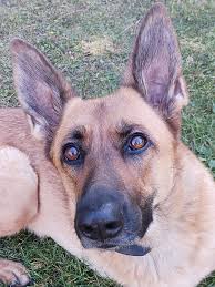 My shepard/mastiff mix can't howl. She barks, she'll chat, with us but she  can't howl. My husband is a trumpeter so you'd think occasionally she'd  respond with a howl but she just