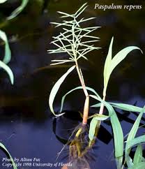 Image result for Paspalum