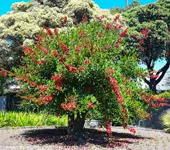 Image result for Erythrina crista-galli