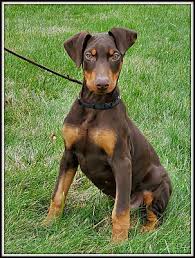 Doberman puppies mam and dad are family pets and are excellent protection dogs and gaurd dogs pups are ready for new homes been full vet checked wormed fleed had injections. Milford Nj Doberman Pinscher Meet Baby Bean A Pet For Adoption