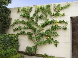 Espaliered Lemon Tree Wonderful For Small Spaces Patios Deco Jardin Jardin Potager Jardin Du Sud
