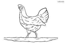 The hen is excited to see her other chicks and the two chicks that are out are also excited to see their brothers and sisters. Chicken Coloring Pages Free Printable Chick Coloring Sheets