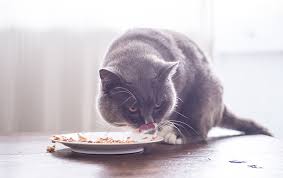 Prescription diabetic cat food at a glance. What Should I Feed My Diabetic Cat Your Cat
