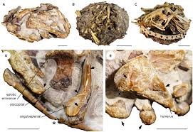 Image result for Paratheria