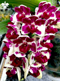 Rhynchostylis Gigantea Beauty Spot In 2020 Orchideenarten Orchideen Garten Orchideen