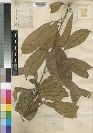 Image result for Rinorea arborea