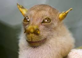 Top panels show differences in nostril shape and orientation from photographs of live. Top 10 Rare And Unusual Species Of Bats Paperblog