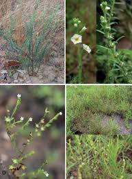 Image result for Heliotropium zeylanicum