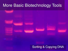 PPT - More Basic Biotechnology Tools PowerPoint Presentation, free ...