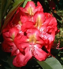 Dezember ab 15:00 uhr im livestream auf facebook und youtube❗. Der Rhododendron Shop Von Hobbie Aus Westerstede Rhododendron Hybride Grossblumig Zuchter Hachmann Wuchs Kraftig Blatter Gross Blute Rot Innen Weiss Fleck Gelbbraun Mai Winterhart Detail Rote Blute Innen Sternformig Wei