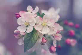 There are so many ways of using flower images to add a bit of color to your life and so many beautiful pictures to use. 500 Flower Images Hq Download Free Flower Pictures On Unsplash
