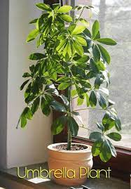 Umbrella Plant Schefflera Arboricola House Plants Indoor Trees To Plant Umbrella Plant