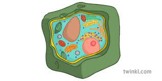 Plant cells have rigid outer cell walls outside cell membranes, while animal cells have only cell membranes around the outer perimeter. 31 Label Plant Cell Labels Design Ideas 2020