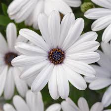 Image result for foto Osteospermum