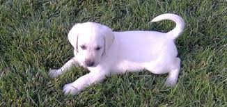 Our lab puppies are quality pure bred akc white, cream colored, english & american. Puppy S Available Now Tlc Labrador Retrievers