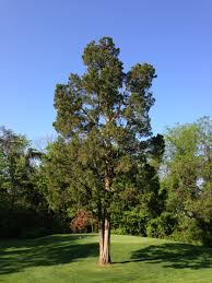 juniperus virginiana wikipedia