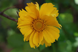Image result for Coreopsis lanceolata