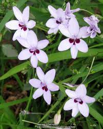 Image result for Freesia laxa