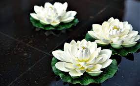 If your venue has a pool or pond, get creative with your wedding flower ideas. Amazon Com Navadeal 12pcs Artificial Floating Foam Lotus Flowers With Water Lily Pad Ornaments Ivory White Perfect For Patio Koi Pond Pool Aquarium Home Garden Wedding Party Holiday Decoration Furniture Decor