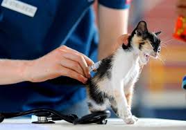 Read on to find out how to secure a cheap plan. An Expert Guide To Pet Insurance Pros And Cons Vet Approved Advice
