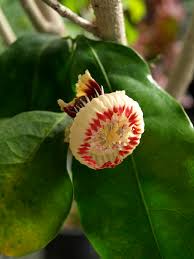 Image result for Napoleonaea angolensis