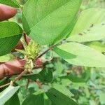 Image result for Polhillides