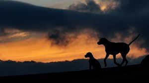 Crate Training Dog Two Dogs Dog Wallpaper