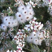 Image result for Hypertelis salsoloides