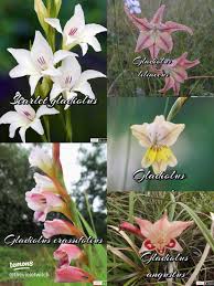 Image result for Gladiolus crassifolius