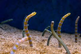 Garden Eels Sea Life Creatures Pets
