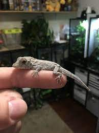 Cuban False Chameleon In 2021 Pet Lizards Reptile Room Gargoyle Gecko