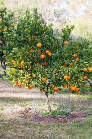 Best Backyard Citrus Care Mandarin Tree Citrus Trees Satsuma Tree