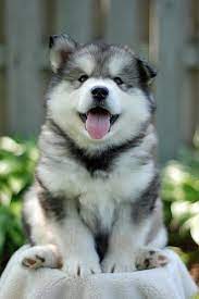 I Am A Cute Puppy And This Is My Tongue Husky Lovers Cute Husky Puppies Cute Animals Puppies