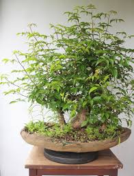 Image result for Commiphora africana